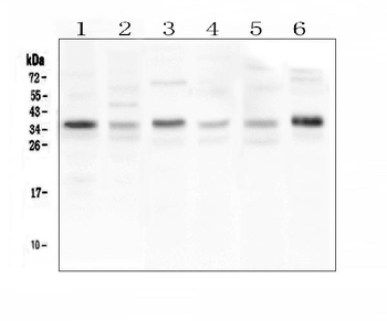 CD40L/CD40LG Antibody