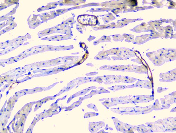 TIE2/TEK Antibody