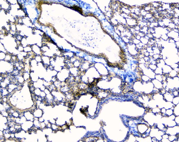TIE2/TEK Antibody