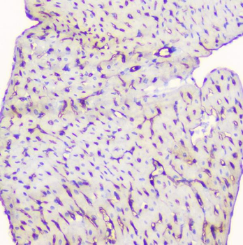 TIE2/TEK Antibody
