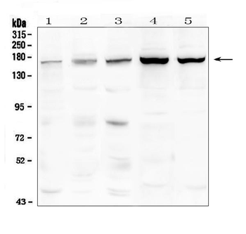 TIE2/TEK Antibody