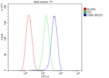 CRB1 Rabbit Polyclonal Antibody