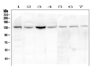 eNOS/NOS3 Antibody