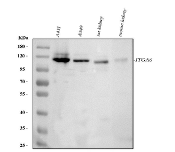 Integrin alpha 6/ITGA6 Rabbit Polyclonal Antibody
