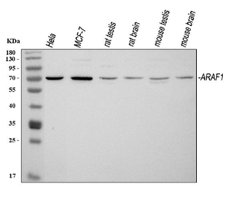 ARAF Rabbit Polyclonal Antibody