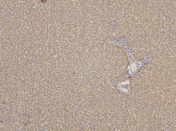 Cytochrome p450 2C19/CYP2C19 Rabbit Polyclonal Antibody