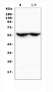 Cytochrome p450 2C19/CYP2C19 Rabbit Polyclonal Antibody