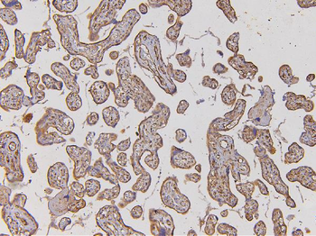EHD1 Antibody