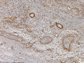 EHD1 Antibody