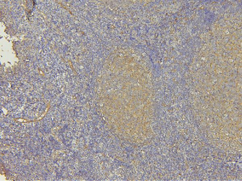 EHD1 Antibody