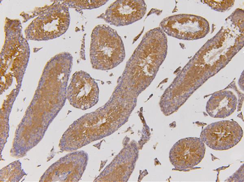 EHD1 Antibody