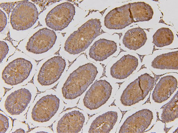 EHD1 Antibody