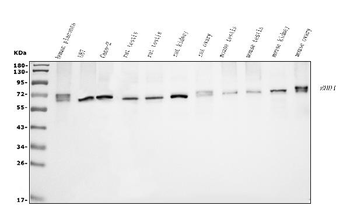 EHD1 Antibody