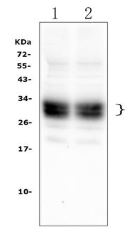 CD8 alpha/Cd8a Rabbit Polyclonal Antibody