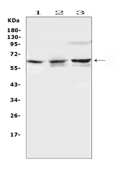 KAT9/ELP3 Rabbit Polyclonal Antibody