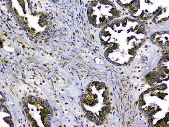 SIRT4 Rabbit Polyclonal Antibody
