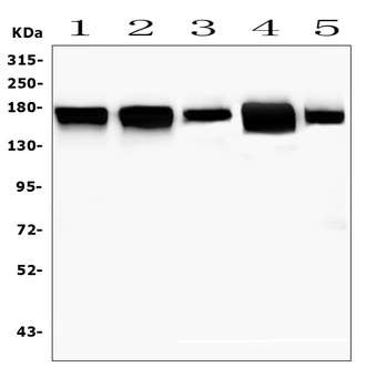 MTUS1 Antibody