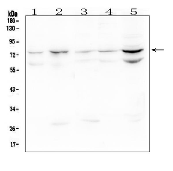 OLFM4 Antibody