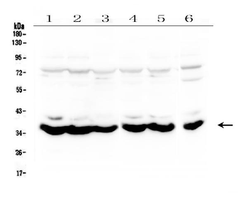 MT-ND4/MT Rabbit Polyclonal Antibody
