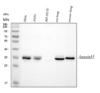Annexin A3/ANXA3 Antibody