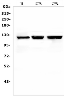 NALP2/NLRP2 Rabbit Polyclonal Antibody