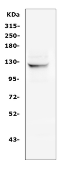 NALP2/NLRP2 Rabbit Polyclonal Antibody