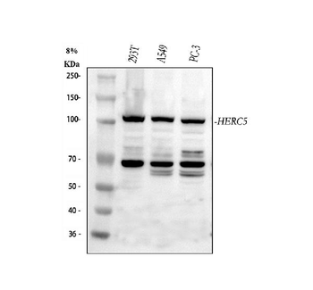 HERC5 Antibody
