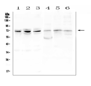 ARNTL2 Rabbit Polyclonal Antibody