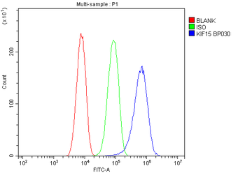 KIF15 Rabbit Polyclonal Antibody