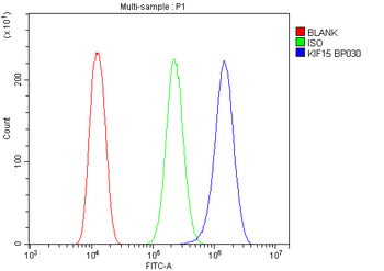 KIF15 Rabbit Polyclonal Antibody