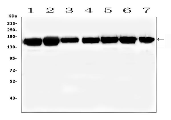 SMARCAD1 Antibody