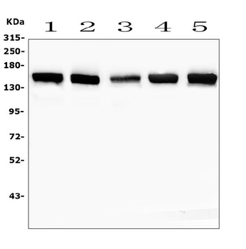 SMARCAD1 Antibody