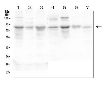 Semaphorin 3c/SEMA3C Rabbit Polyclonal Antibody