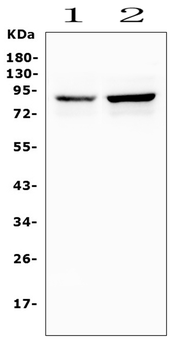 Semaphorin 3E/SEMA3E Rabbit Polyclonal Antibody