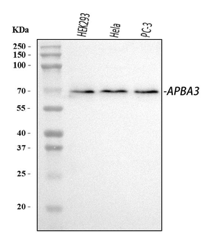 Mint3/APBA3 Rabbit Polyclonal Antibody