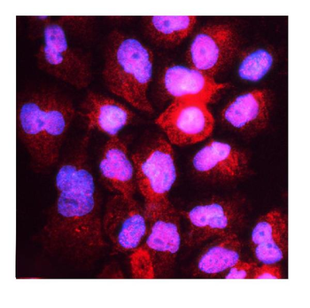 HOOK3 Antibody
