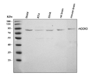 HOOK3 Antibody