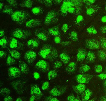 SOX15 Rabbit Polyclonal Antibody