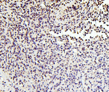 SOX15 Rabbit Polyclonal Antibody