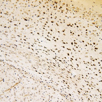 SOX15 Rabbit Polyclonal Antibody