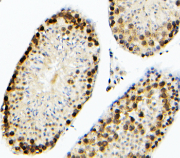 SOX15 Rabbit Polyclonal Antibody