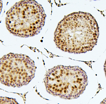 SOX15 Rabbit Polyclonal Antibody