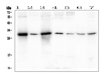 SOX15 Rabbit Polyclonal Antibody