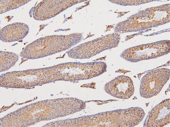 DAZAP1 Rabbit Polyclonal Antibody