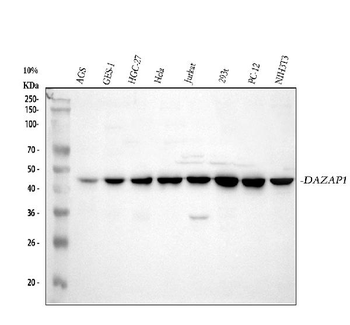 DAZAP1 Rabbit Polyclonal Antibody