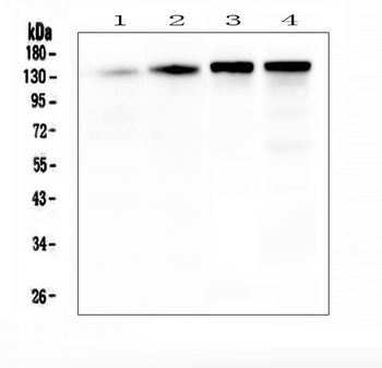 SRCIN1 Antibody