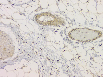 SRCIN1 Antibody