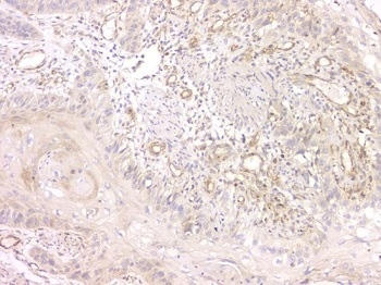 SRCIN1 Antibody