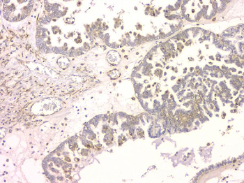 SRCIN1 Antibody