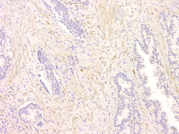 SRCIN1 Antibody